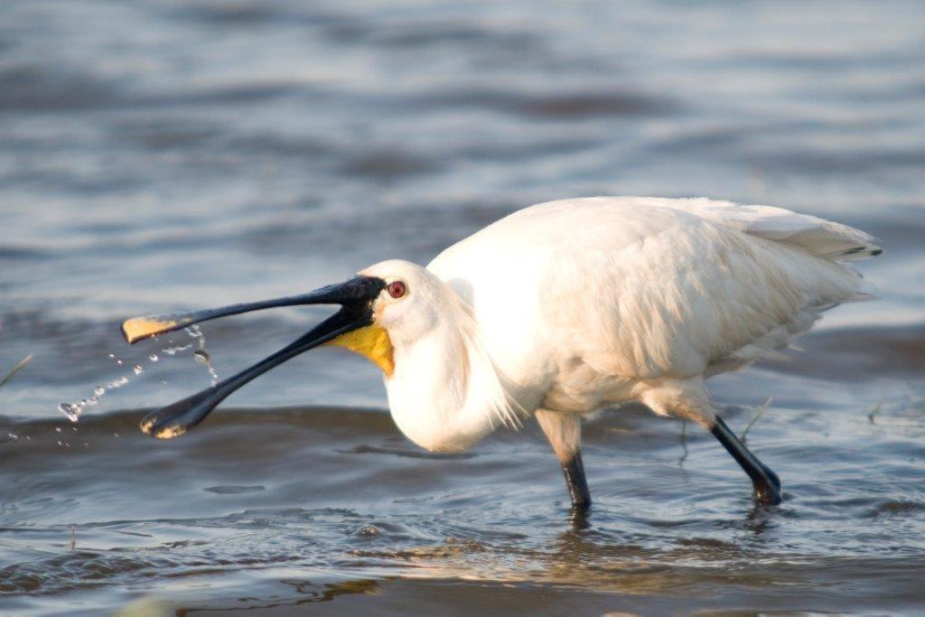 Igluhut De Keet, In Natuurgebied En Vlakbij Het Strand Callantsoog Exterior foto